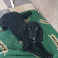 Image 39 of Four Paws Pet Services