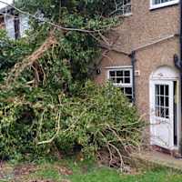 Image 43 of Trees R Us