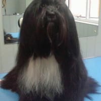 gillsmans dog grooming salon