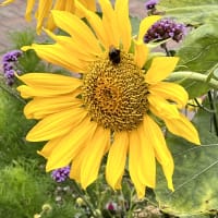 Image 58 of House & Home Sitters Ltd