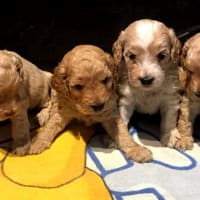 Lyncham cocker hot sale spaniels