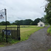 akita american for sale