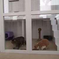 Enborne Kennels & Cattery, Newbury | Boarding Kennels - Yell