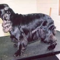 long meadow pet resort