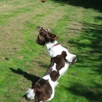 fairway boarding kennels