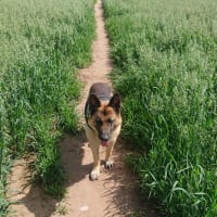 Image 33 of Four Paws Pet Services