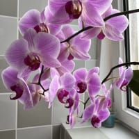 Image 49 of House & Home Sitters Ltd