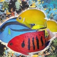 glovers tropical fish