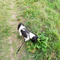 Image 6 of Four Paws Pet Services