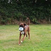 fairway boarding kennels