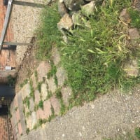 Image of S.T.B Gardener