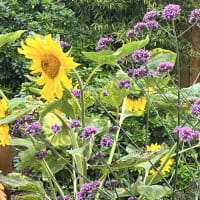 Image 64 of House & Home Sitters Ltd