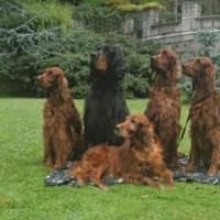 hideaway dog boarding