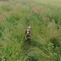 Image 25 of Four Paws Pet Services