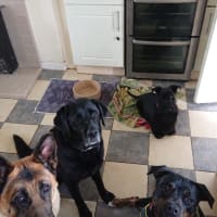 Image 14 of Four Paws Pet Services