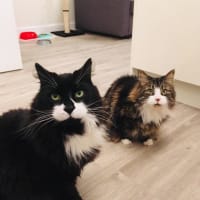 little happy cats regulars