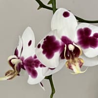 Image 56 of House & Home Sitters Ltd