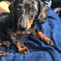 Image 44 of Four Paws Pet Services