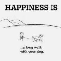 Image 2 of D&gs doggy walking