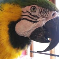 ponderosa bird & pet centre ltd
