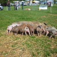 Waterloo Cottage Farm Market Harborough Butchers Yell