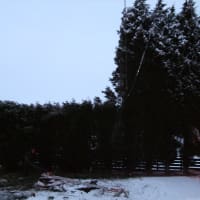 jm tree service rochester ny image of tree services ltd ltd leeds surgeons yell jm tree service rochester ny image of tree services ltd ltd leeds surgeons yell