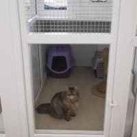 kennels cattery enborne yell
