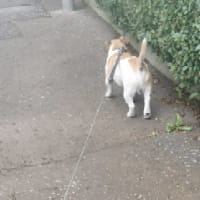 Image 5 of D&gs doggy walking