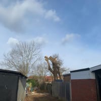 Image 23 of Special Branch Tree & Stump Removal