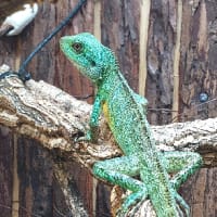 D M Reptiles, Plymouth | Reptile Shops - Yell