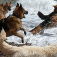 elite german shepherd rescue