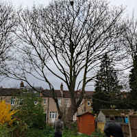 Image 26 of Trees R Us
