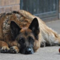 elite german shepherd rescue