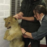 Rose Cottage Veterinary Centre Runcorn Vets Yell