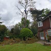 Image 34 of Trees R Us