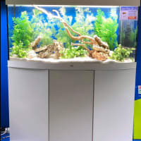 Grosvenor Tropicals, Lisburn | Aquarium & Pond Supplies - Yell