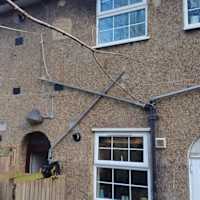 Image 44 of Trees R Us