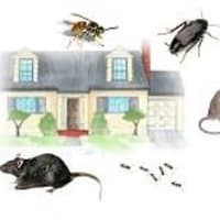 Creatureless Less Comfort Pest Control Queenborough Pest