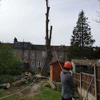 Image 29 of Trees R Us