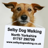 selby dog walking