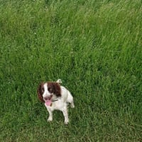 Image 22 of Four Paws Pet Services