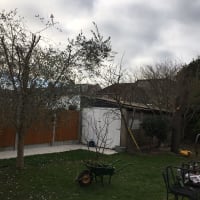 Image 43 of Special Branch Tree & Stump Removal