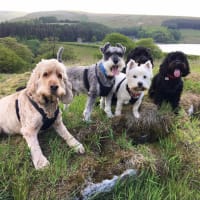 happy hounds Goyt Valley