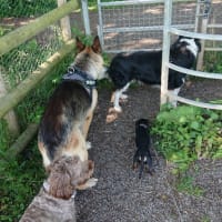 Image 21 of Four Paws Pet Services