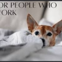 Image 4 of D&gs doggy walking