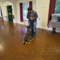 Image 4 of Canine Wild Walks