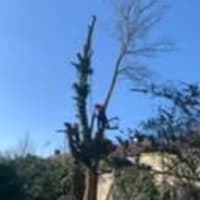 Image 6 of Special Branch Tree & Stump Removal