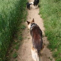 Image 28 of Four Paws Pet Services