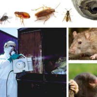 Aardvark Pest Control, Wigan | Pest & Vermin Control Services - Yell