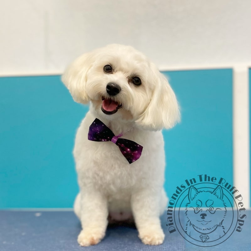 Diamond in the ruff pet sale spa